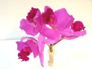 ORCHID CATTLEYA FLEURON